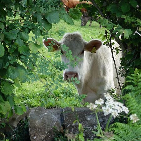 Portarra Lodge Guesthouse Moycullen Buitenkant foto