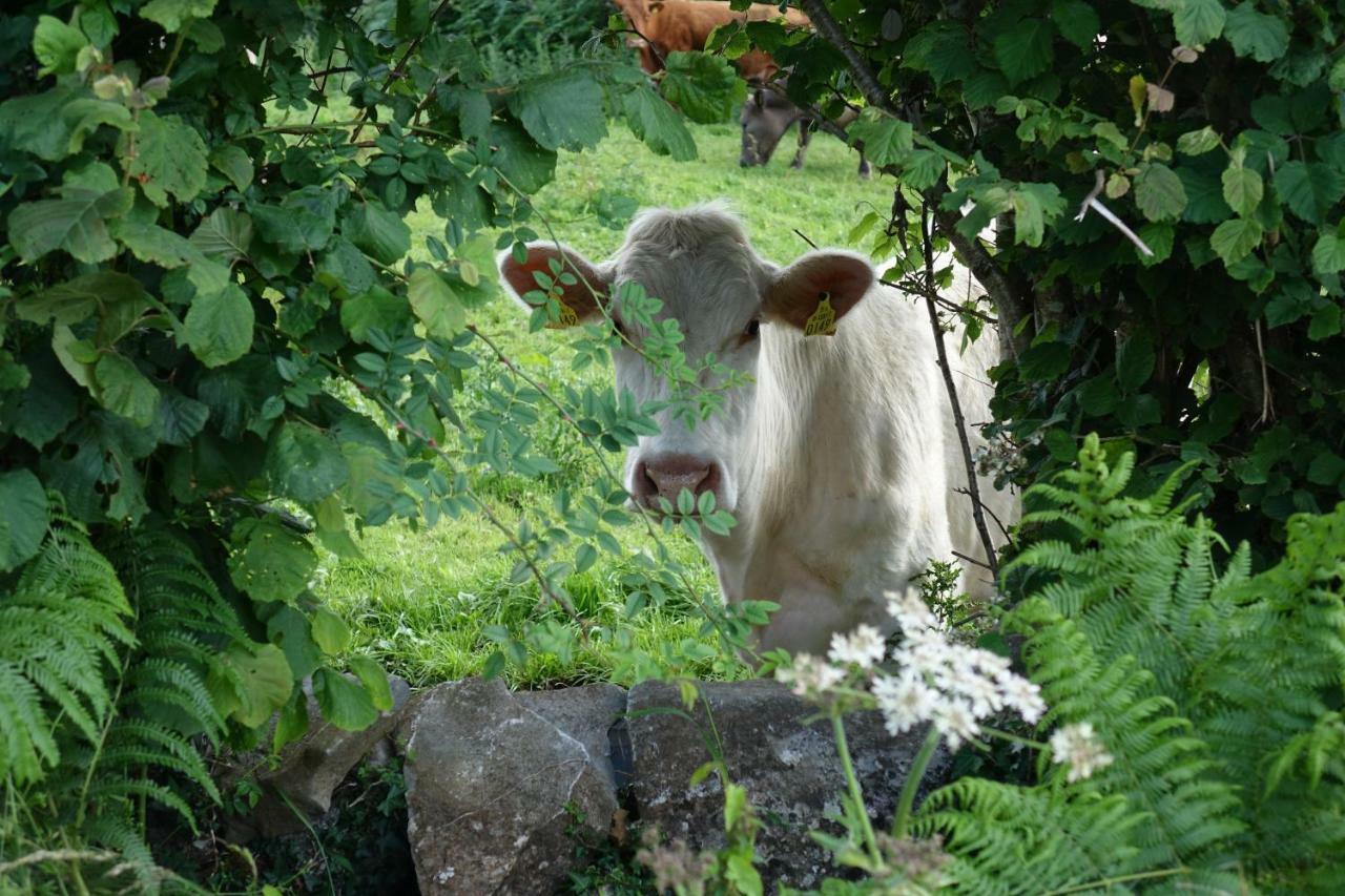 Portarra Lodge Guesthouse Moycullen Buitenkant foto